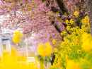 菜の花も桜もまだまだ楽しめます