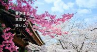 「そうだ 京都、行こう。」2025年春のキャンペーン始動　「春の特別拝観」や「花の間」で春を満喫する華やかなプランが続々登場