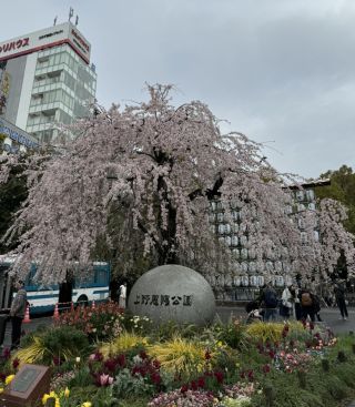 「ずんたんパパ」さんからの投稿写真＠上野恩賜公園