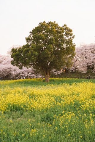 「りん」さんからの投稿写真＠幸手権現堂桜堤（県営権現堂公園）