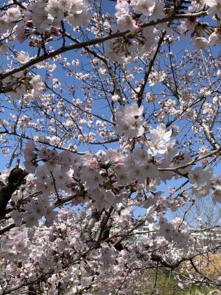 「イシバ」さんからの投稿写真＠打上川治水緑地