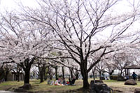 杉戸西近隣公園の写真