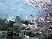 新宿御苑の桜の写真