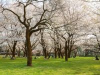 小金井公園の桜の写真