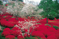 萩の茶屋の桜の写真
