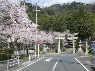 板列公園の桜写真１
