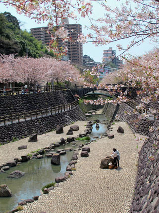 西山ダム公園の桜写真２